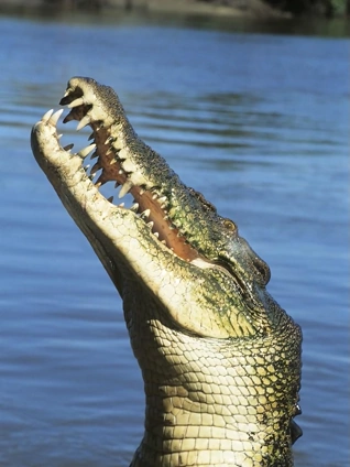 恐怖巨鳄:食人怪